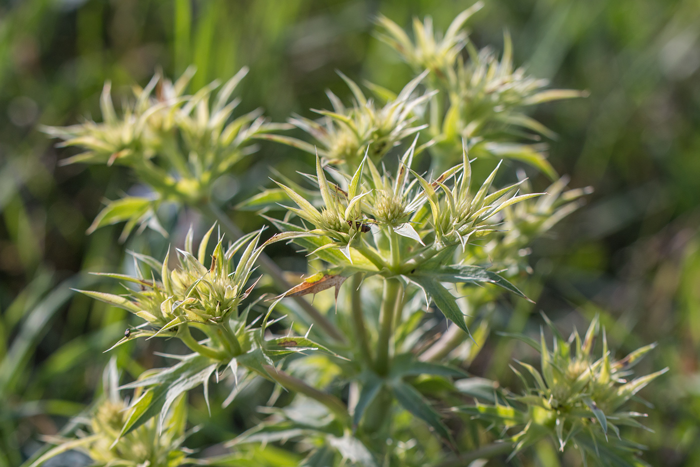 Изображение особи Eryngium campestre.