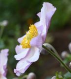 genus Anemone