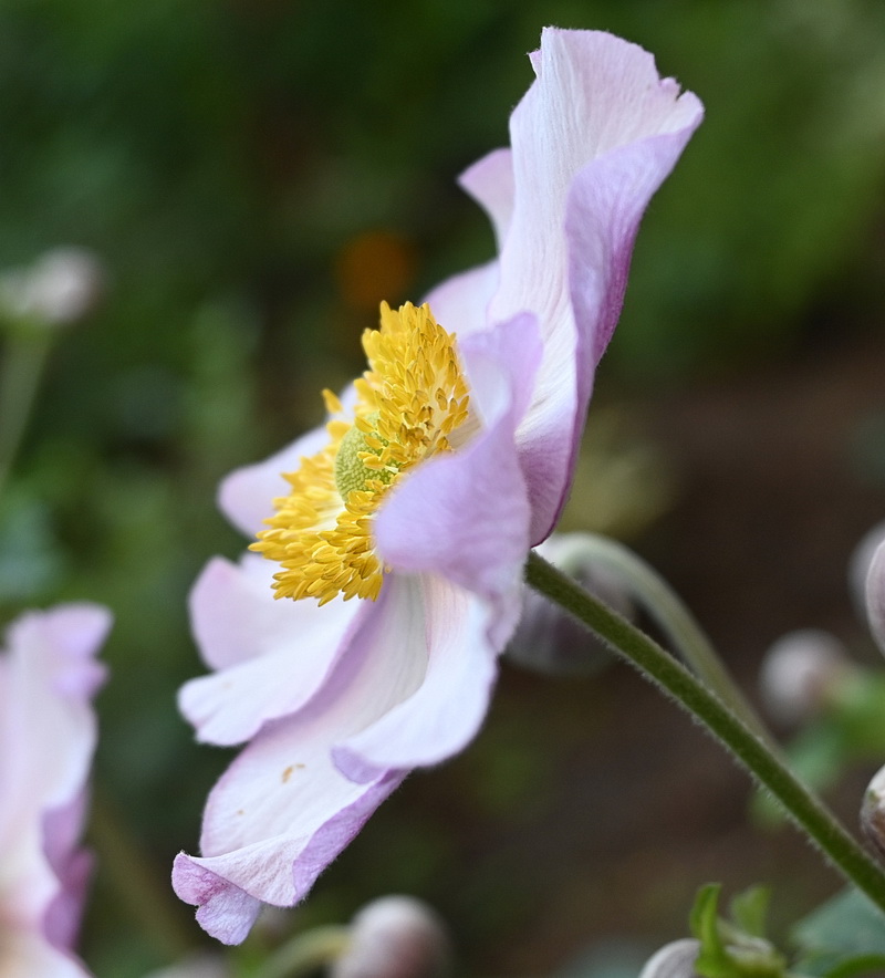 Image of genus Anemone specimen.
