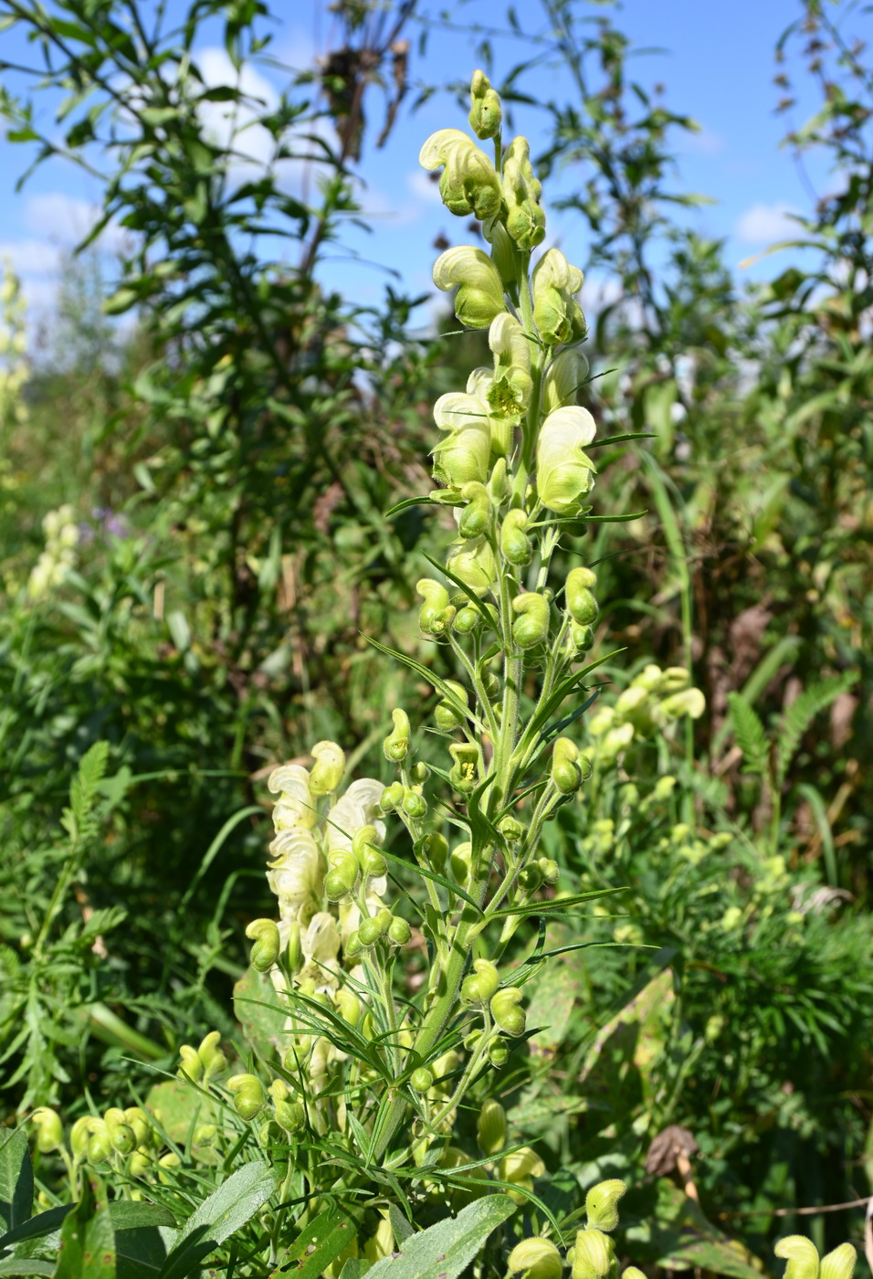 Изображение особи род Aconitum.