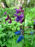 Lathyrus vernus