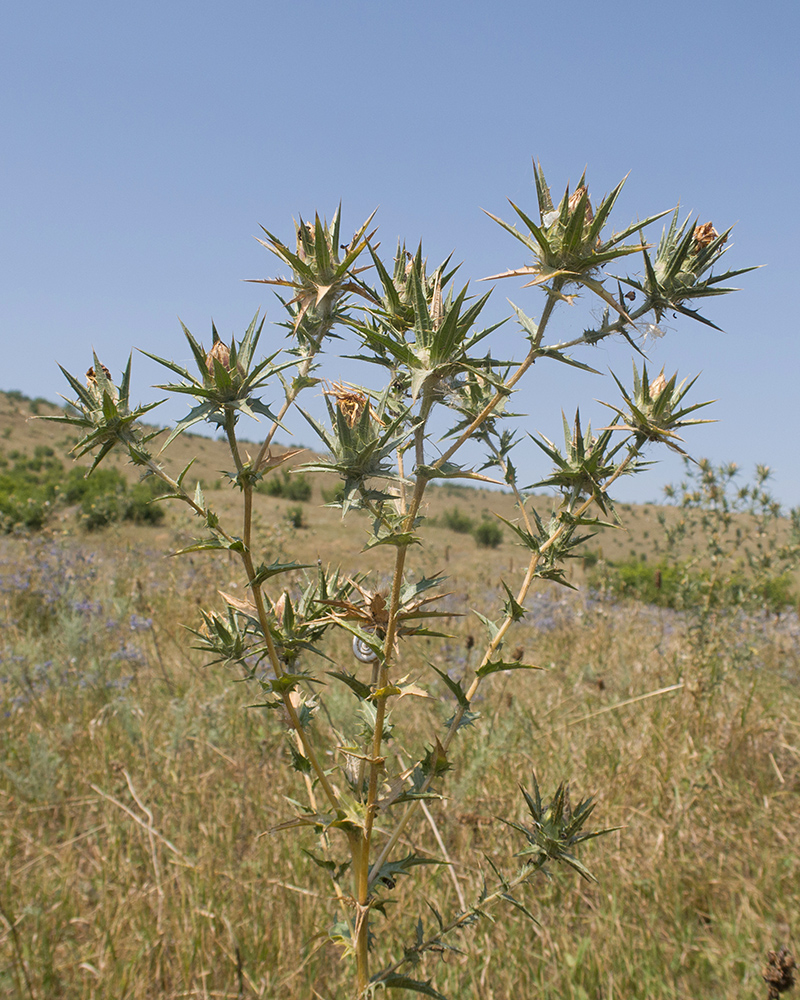 Image of Carthamus lanatus specimen.