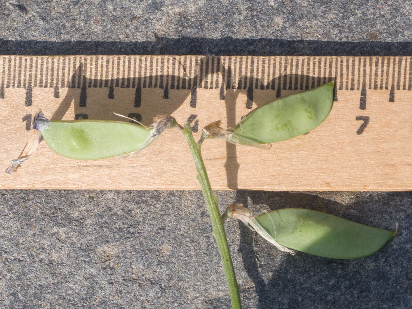 Image of Vicia semiglabra specimen.