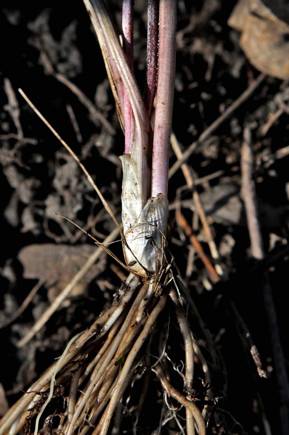Image of Ranunculus fallax specimen.