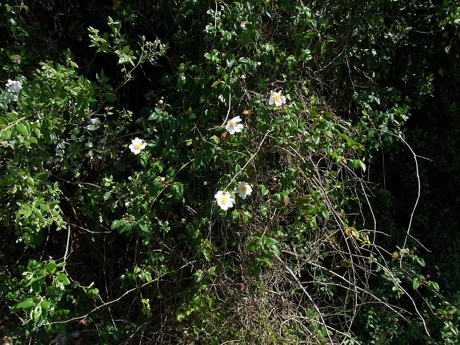 Image of Rosa sempervirens specimen.