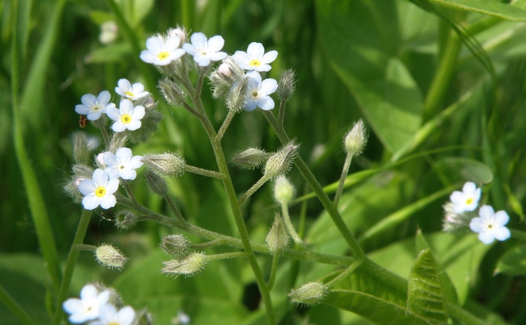 Image of Myosotis arvensis specimen.