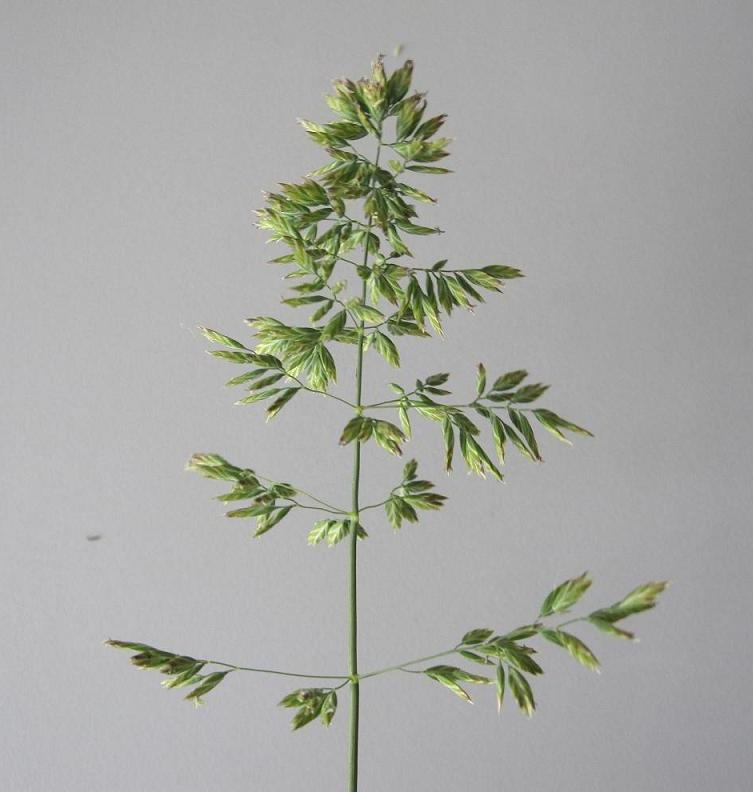 Image of Poa pratensis specimen.