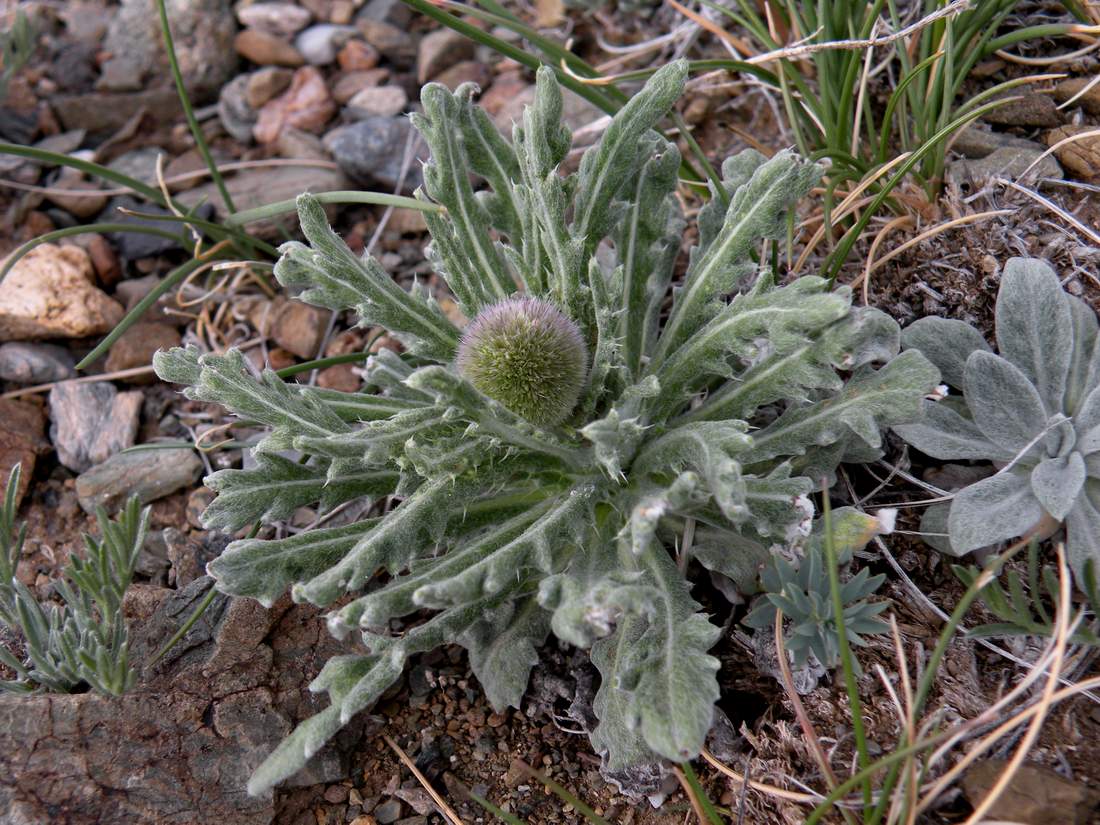Image of Echinops humilis specimen.