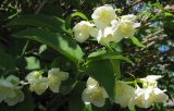 род Philadelphus