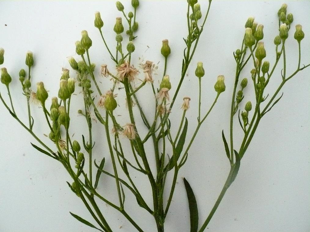 Image of Conyza canadensis specimen.