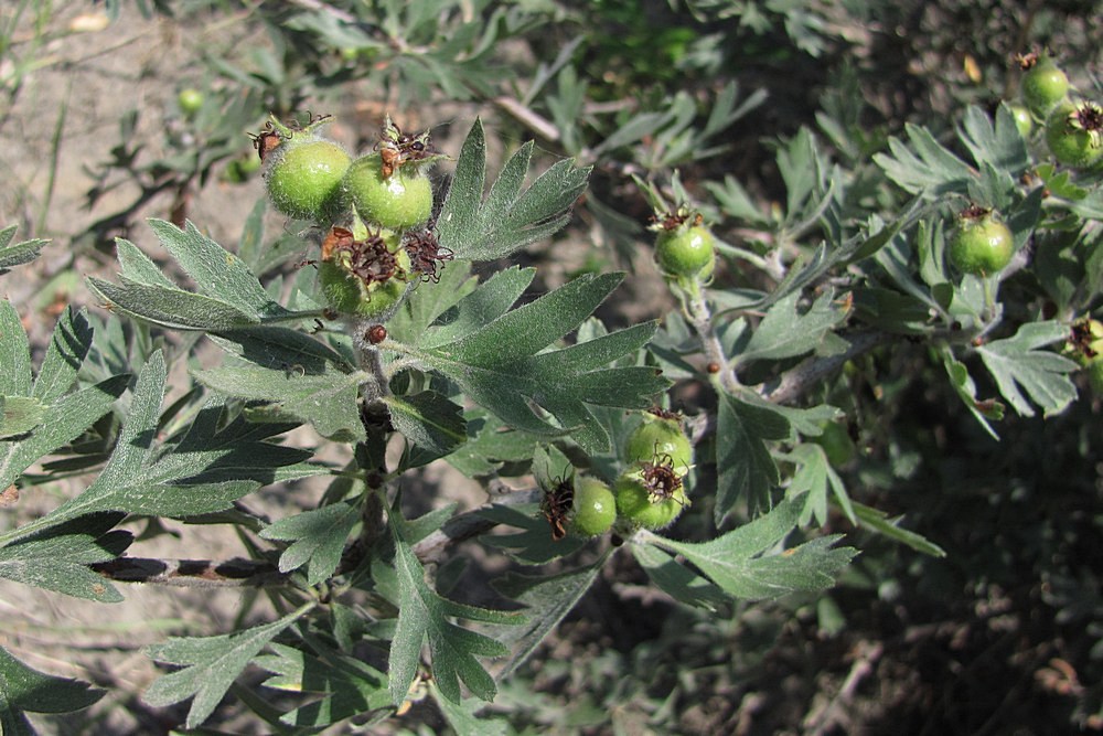 Image of Crataegus pojarkovae specimen.