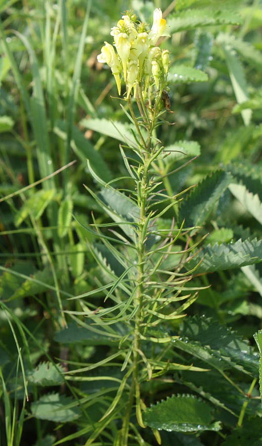 Изображение особи Linaria ruthenica.