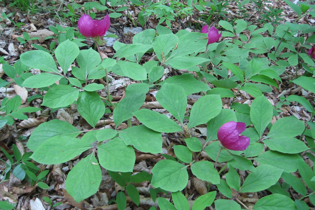 Изображение особи Paeonia caucasica.