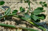 Polygonum arenastrum. Часть побега. Чувашия, г. Шумерля, берег р. Сура в районе городского пляжа. 29 августа 2011 г.