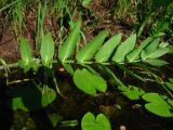 Sium latifolium
