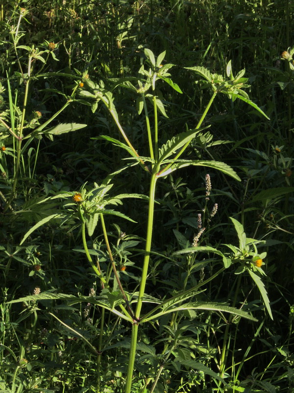 Image of Bidens tripartita specimen.