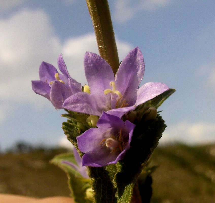 Image of Campanula farinosa specimen.