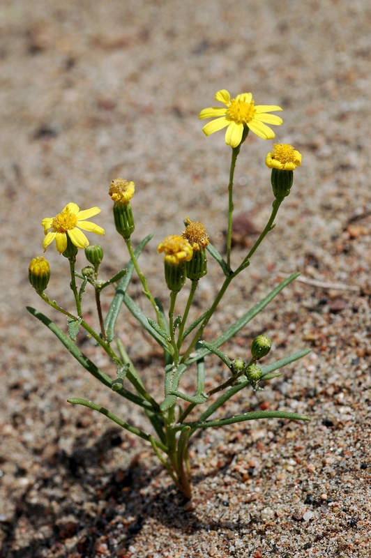 Изображение особи Senecio subdentatus.