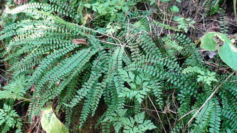 Изображение особи Asplenium trichomanes.