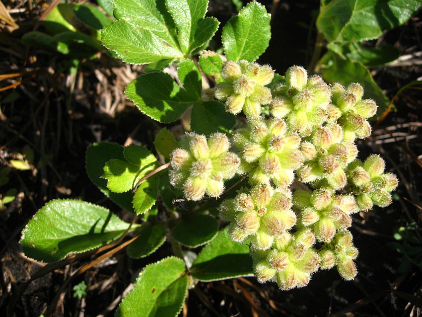 Изображение особи Glehnia litoralis.