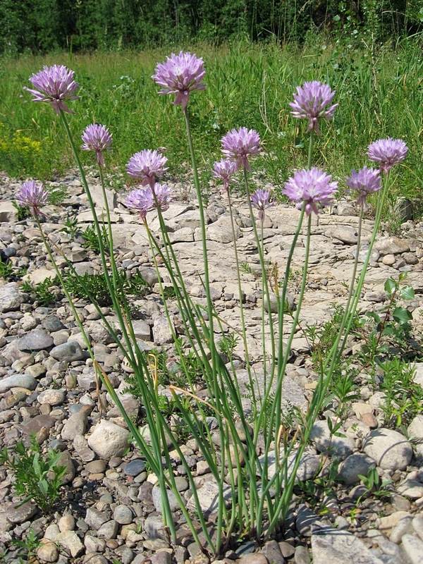 Image of Allium altyncolicum specimen.