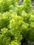 Cruciata taurica