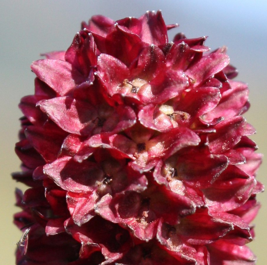 Image of Sanguisorba officinalis specimen.