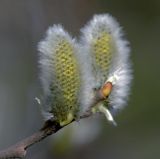 Salix cinerea. Распускающиеся мужские соцветия. Москва, Кузьминский лесопарк. 18.04.2004.