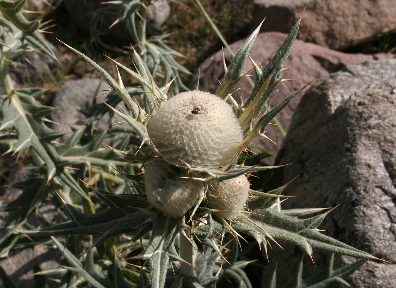 Image of Cirsium turkestanicum specimen.