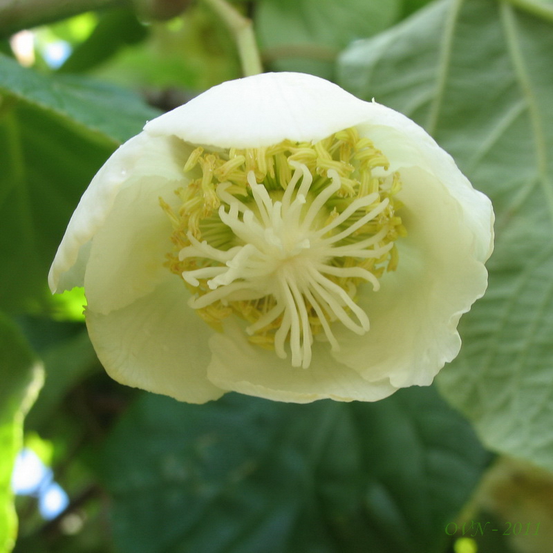 Изображение особи Actinidia chinensis var. deliciosa.