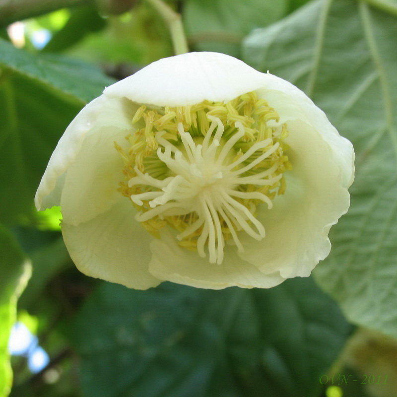 Image of Actinidia chinensis var. deliciosa specimen.