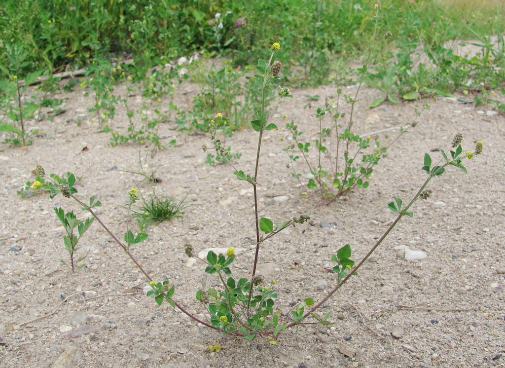 Image of Medicago lupulina specimen.