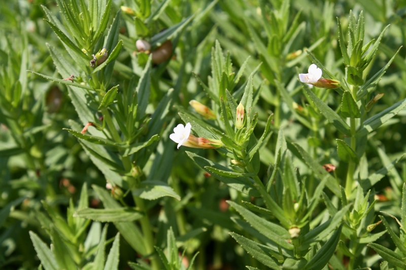 Image of Gratiola officinalis specimen.