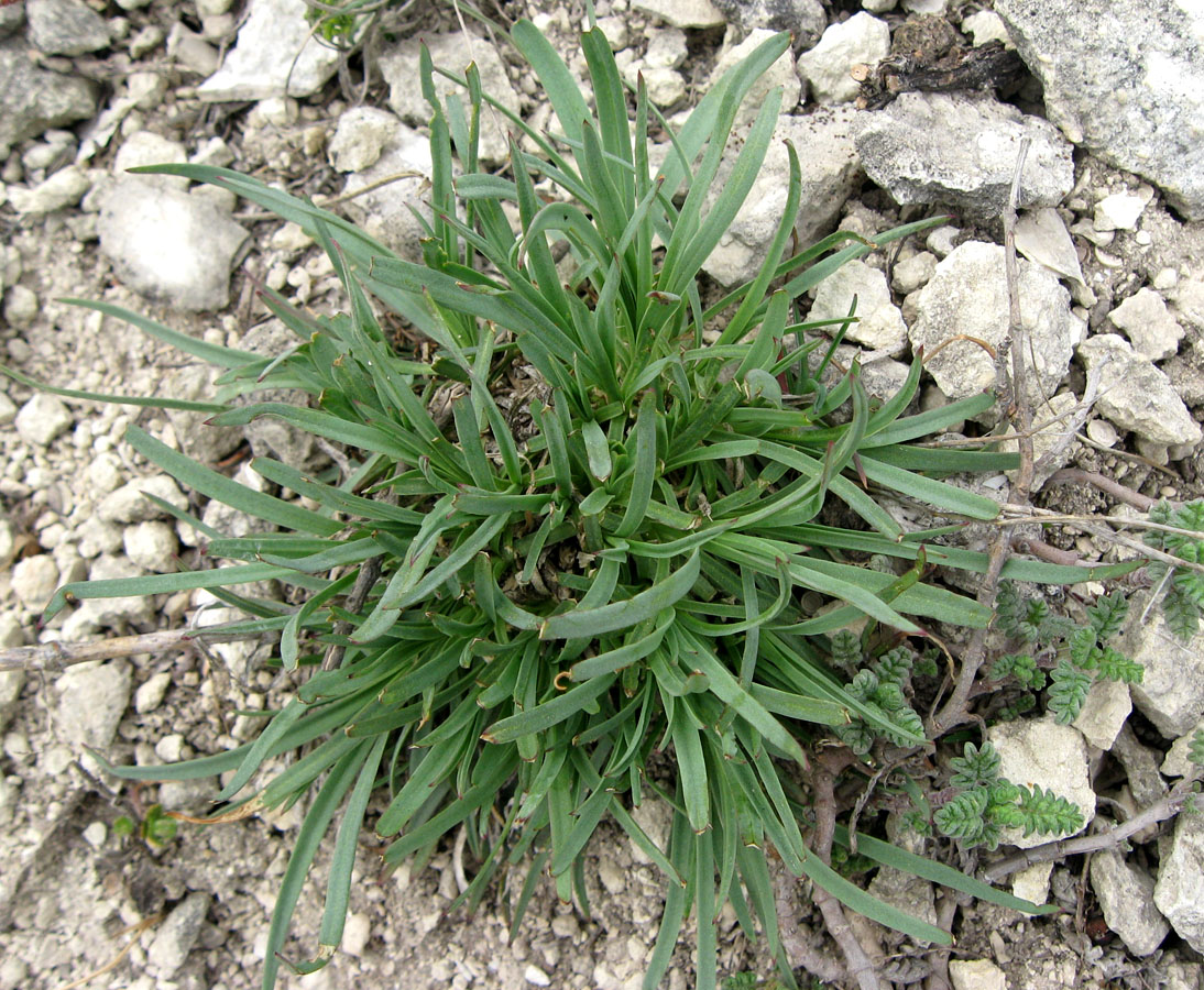 Image of Gypsophila pallasii specimen.