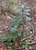 Arbutus andrachne. Молодое растение под пологом соснового леса. Крым, окр. Ялты, ущелье Уч-Кош. 22 апреля 2012 г.
