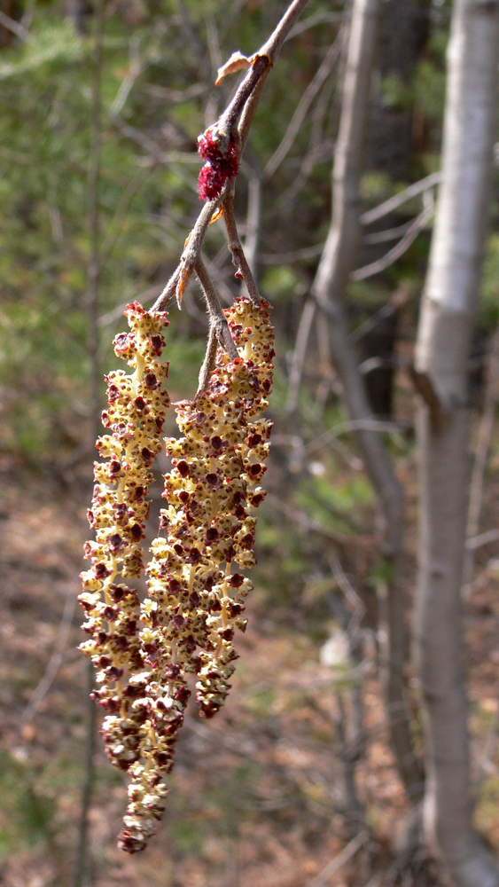 Image of Alnus incana specimen.