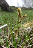 Carex macroura