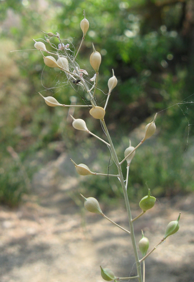 Image of genus Camelina specimen.