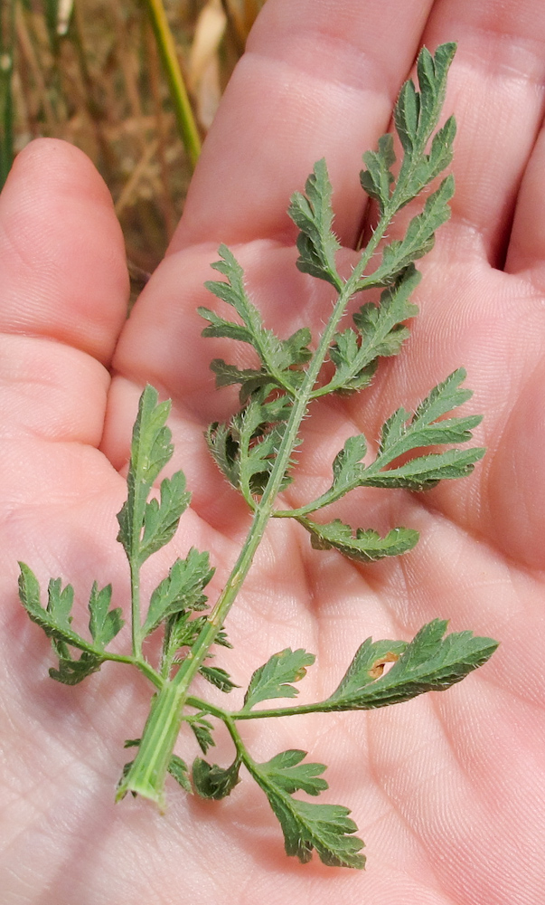 Image of Daucus broteri specimen.