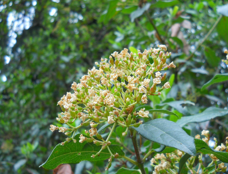 Изображение особи Viburnum tinus.