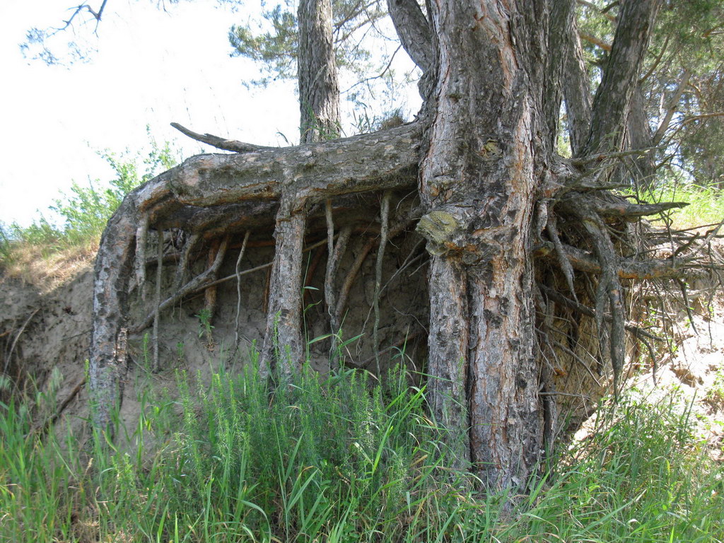 Изображение особи Pinus sylvestris.