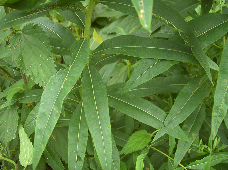 Image of Chamaenerion angustifolium specimen.