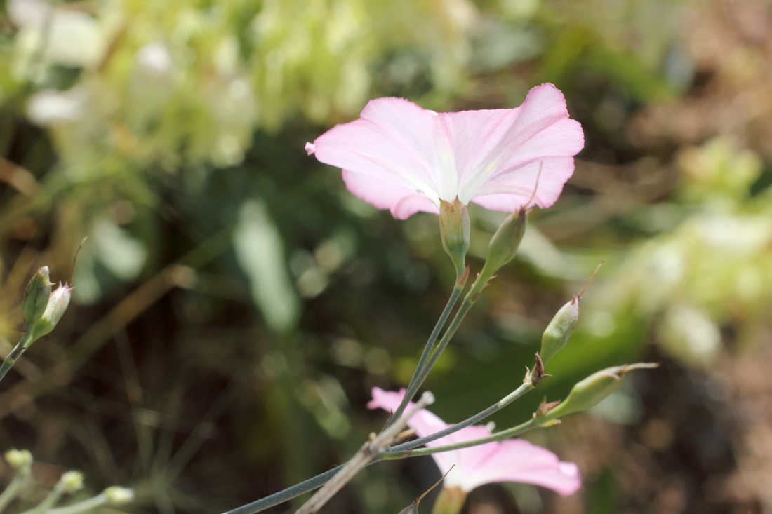 Изображение особи Convolvulus pseudocantabrica.