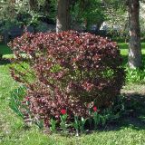 genus Berberis