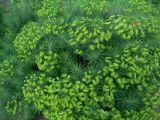 Euphorbia cyparissias