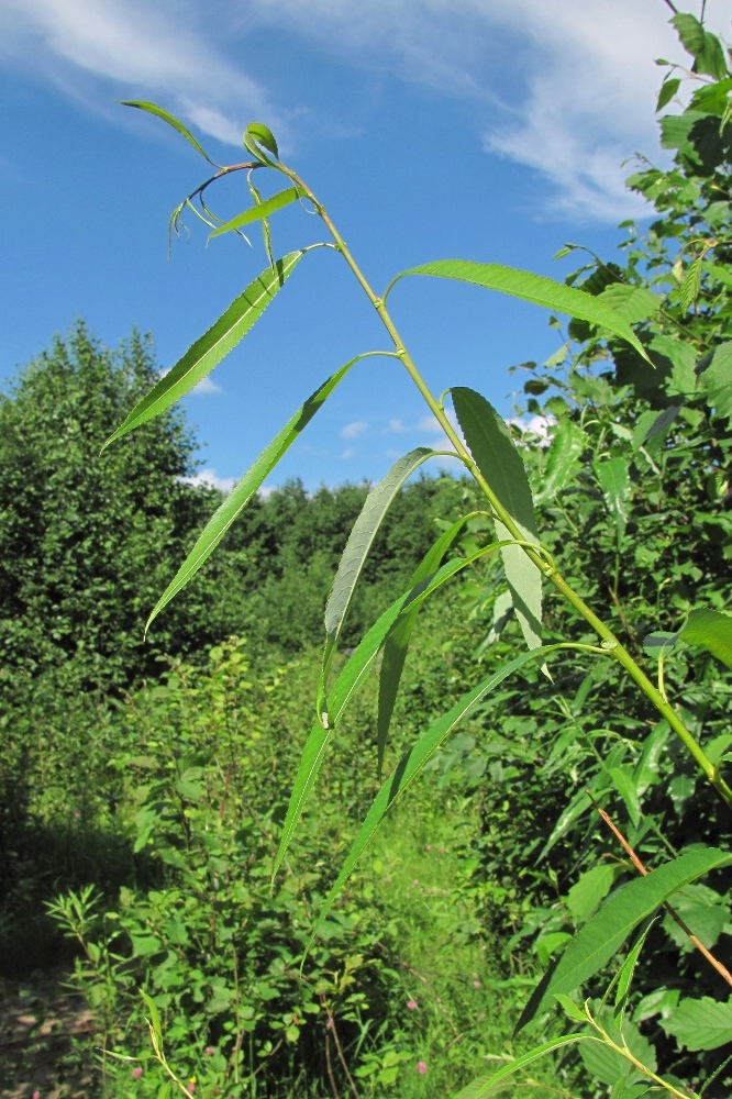 Image of Salix &times; meyeriana specimen.