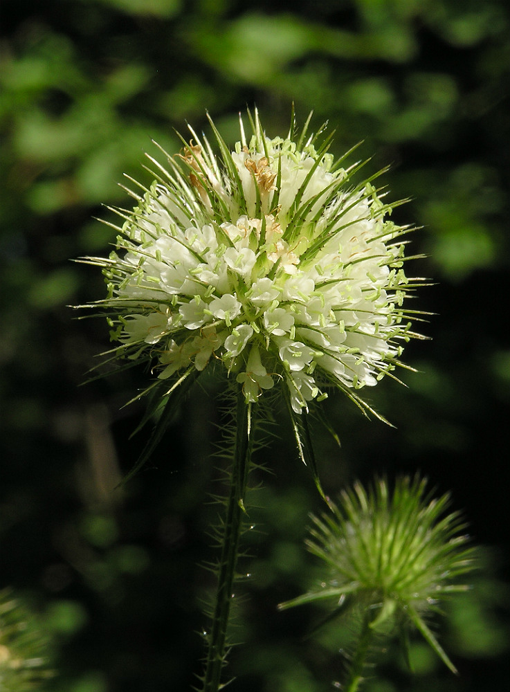 Изображение особи Dipsacus strigosus.