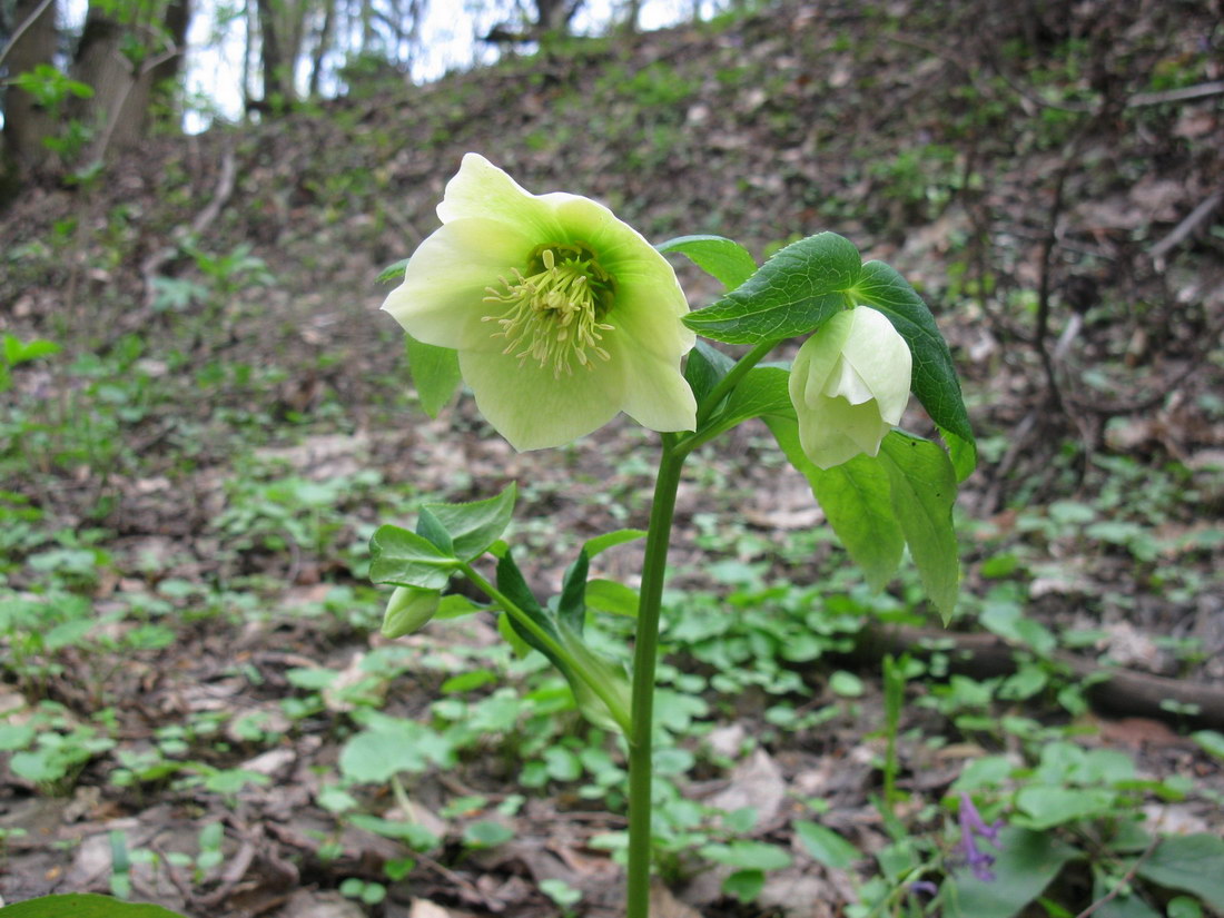 Изображение особи Helleborus caucasicus.