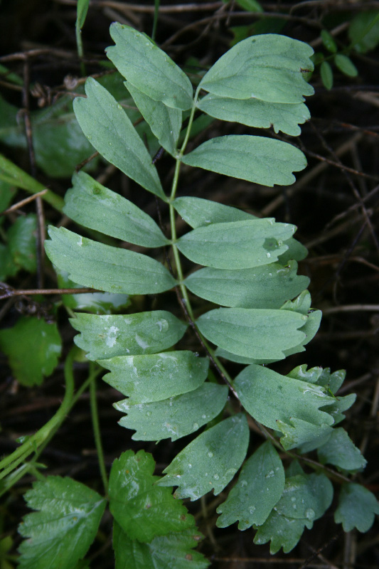 Изображение особи Bongardia chrysogonum.