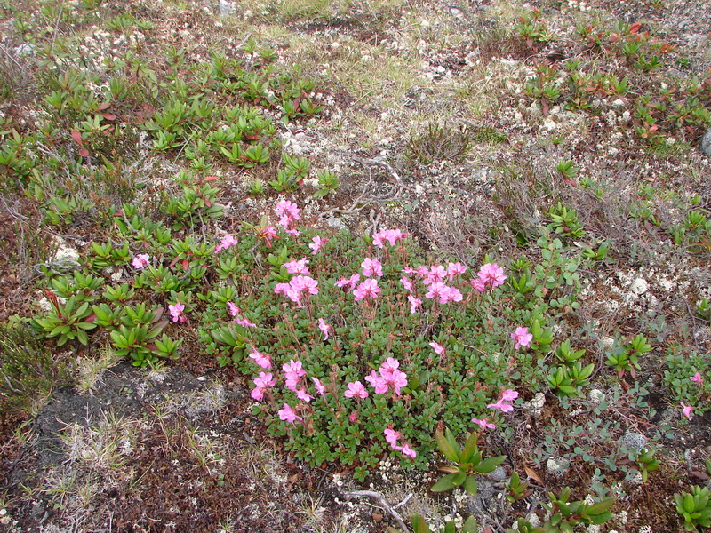 Изображение особи Rhododendron redowskianum.